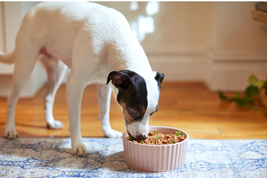 PDP Carousel chicken - slide 3 - dog eating a bowl of freshcooked chicken