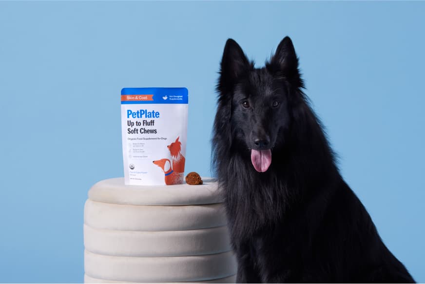 dog looking at packaging