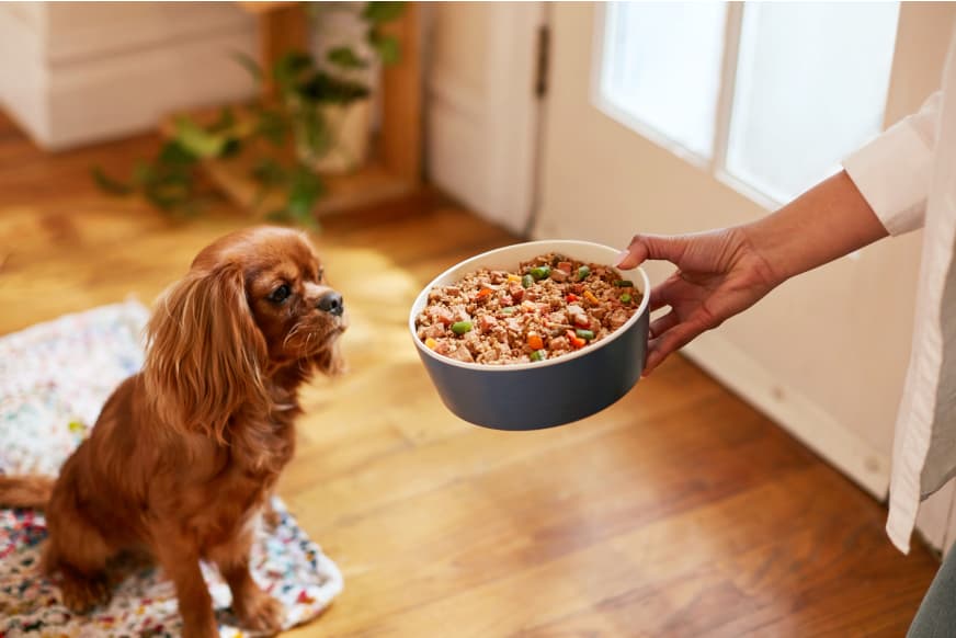 PDP Carousel Turkey - dog waits patiently bowl of freshcooked turkey