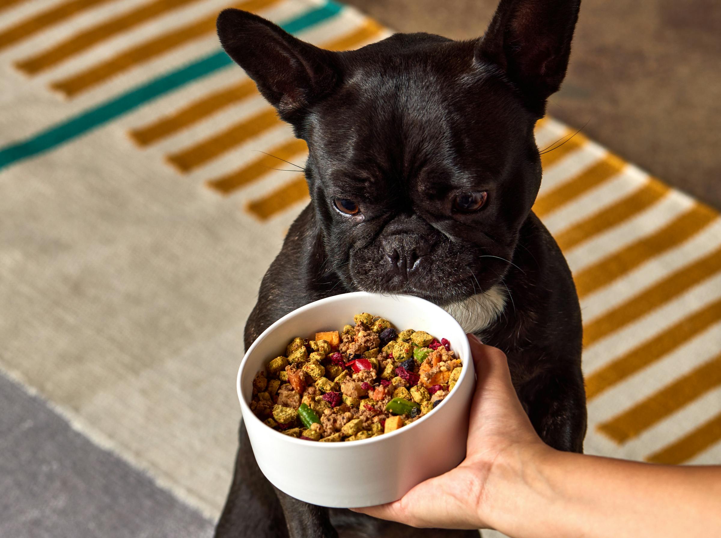 Pug looking at bowl of food with various colors