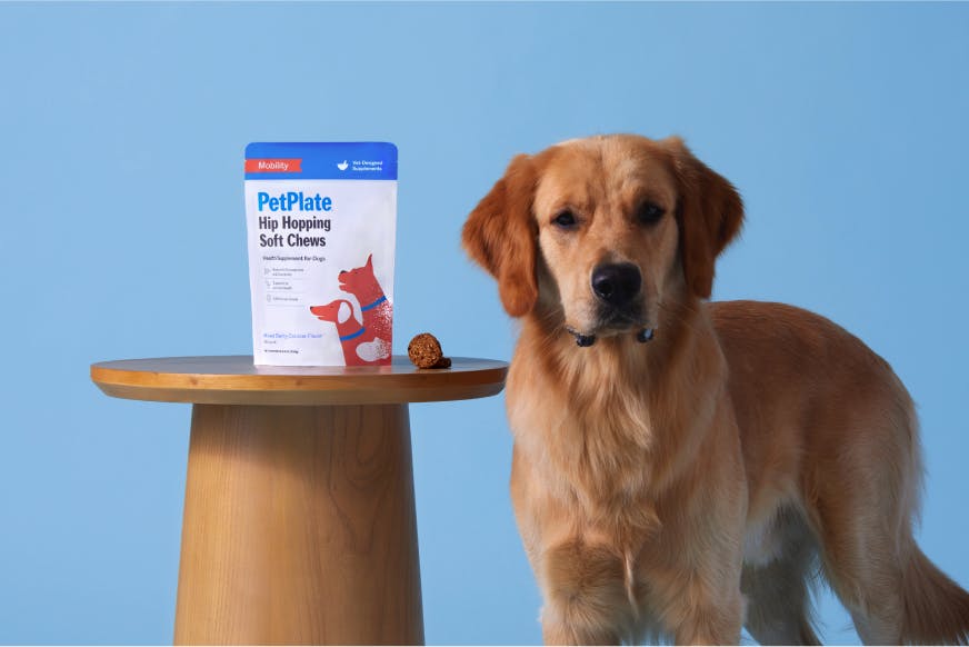 dog looking at packaging