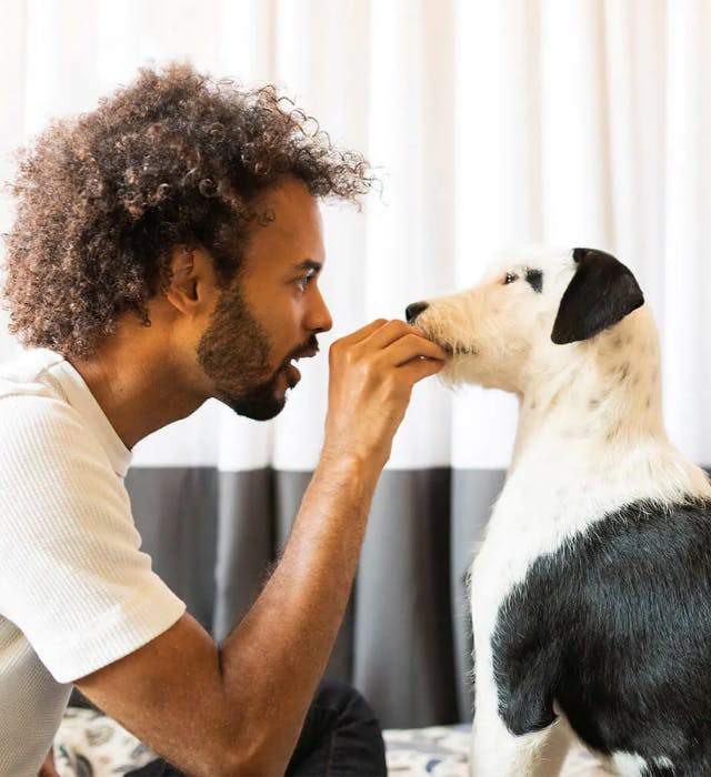 Person hand feeding dog